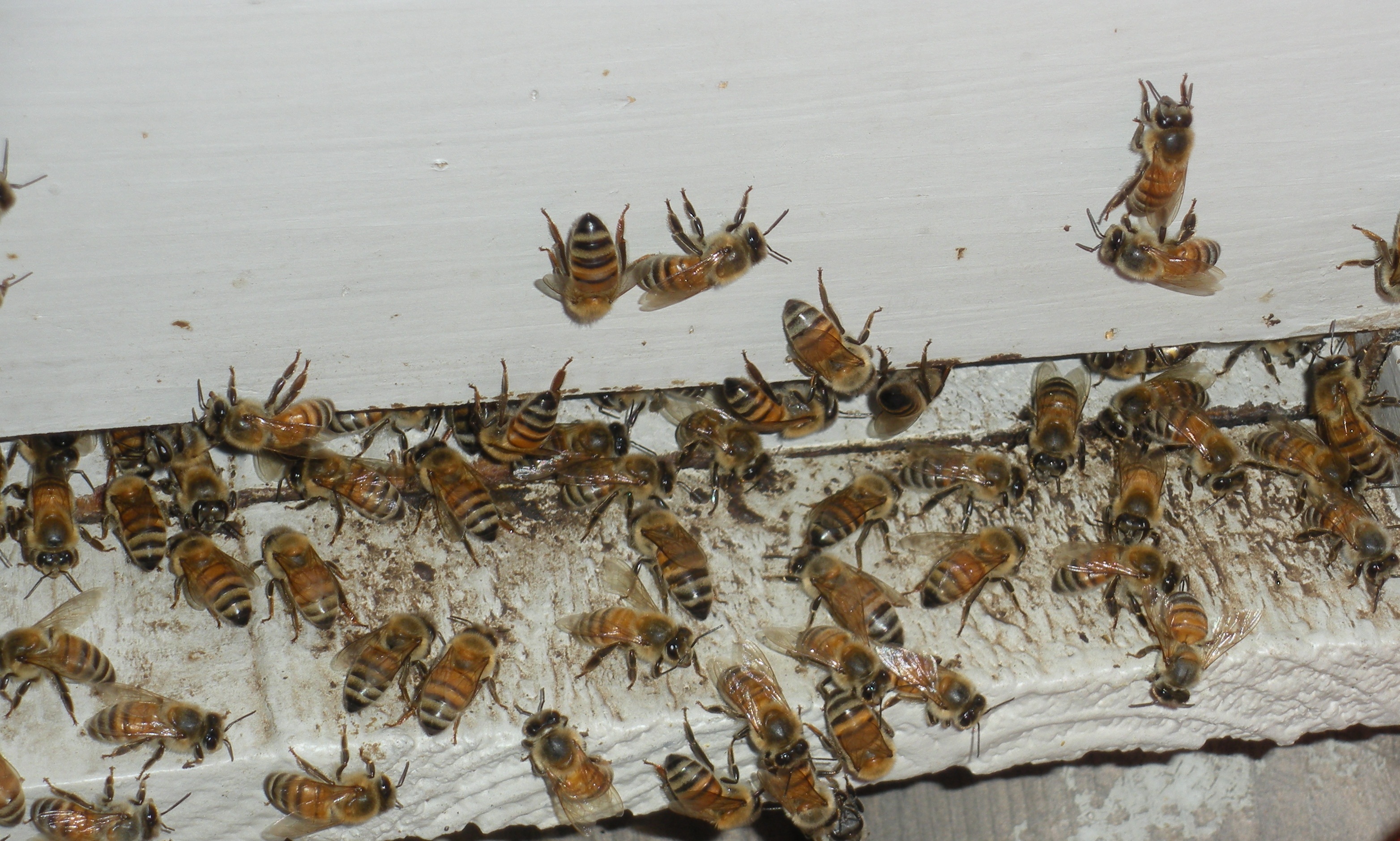 My Honeybees going into there bee hive
